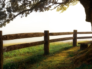 Image of fence and tree at dusk